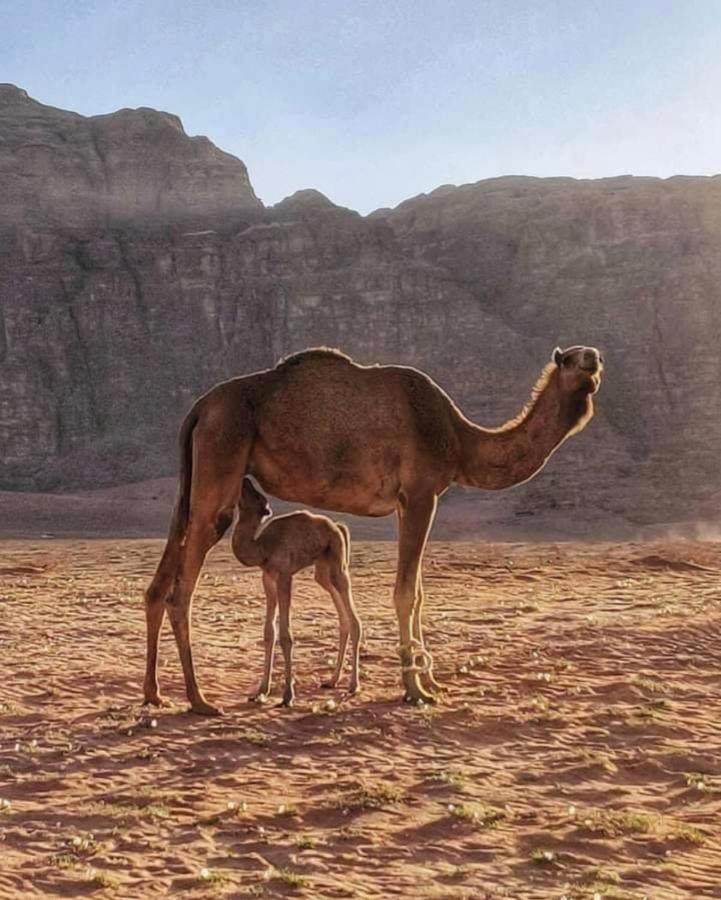 Wadi Rum Camp ภายนอก รูปภาพ