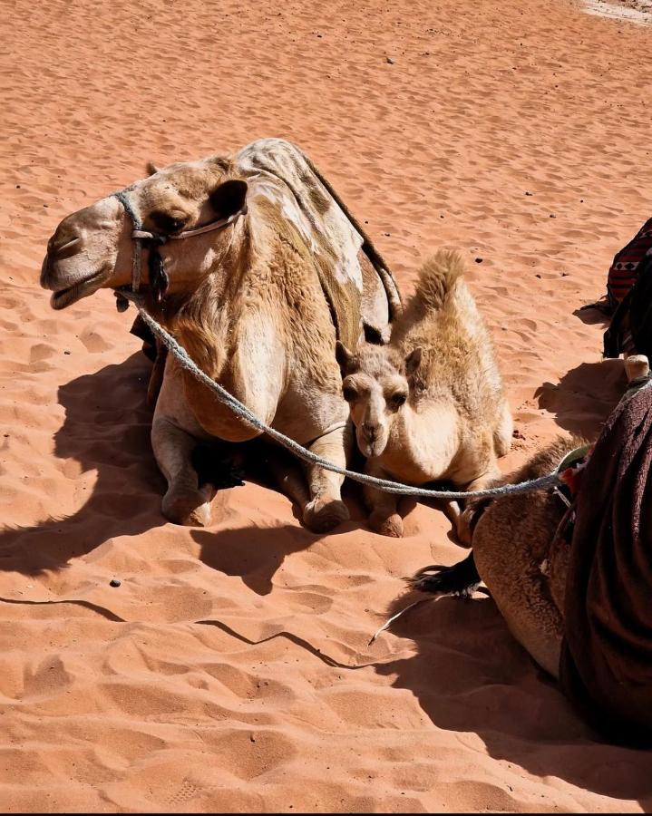 Wadi Rum Camp ภายนอก รูปภาพ